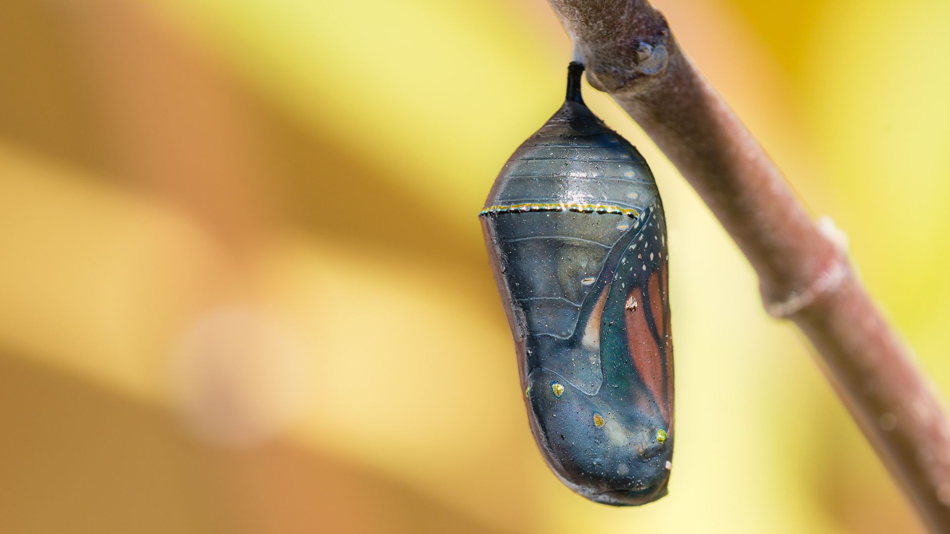Monarch Chrysalis Sighted